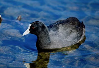 High angle view of duck swimming in lake