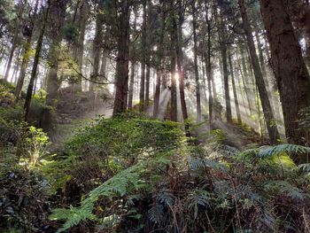 Trees growing in forest