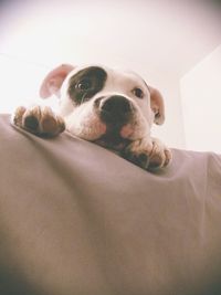 Close-up portrait of dog relaxing on sofa at home