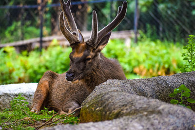 View of deer on rock