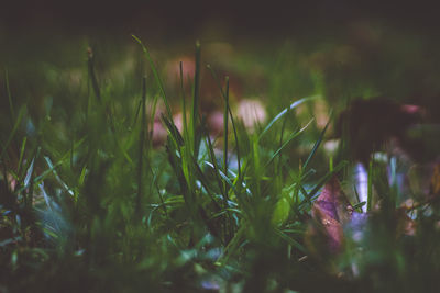 Close-up of wet plants in field