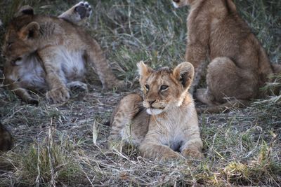 View of a cats relaxing on land