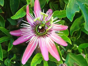 Close-up of pink flower