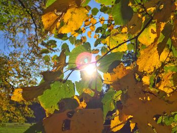 Low angle view of tree against sky during autumn