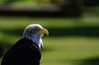 Close-up of eagle against blurred background