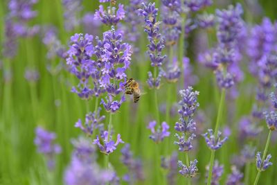 Close-up of bee pollinating on purple flowering plant