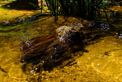 Close-up of turtle in water