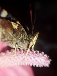 Close-up of butterfly on pink flower