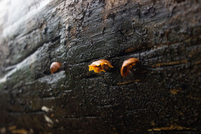 Close-up of mushrooms on rock