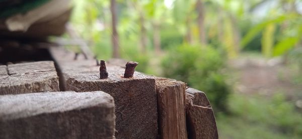 Close-up of a horse on wooden wall