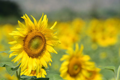 Close-up of yellow sunflower on field