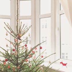 Close-up of christmas tree by window