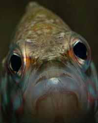 Close-up portrait of fish