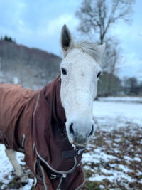 Horse on snow field