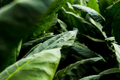 Close-up of fresh green leaves