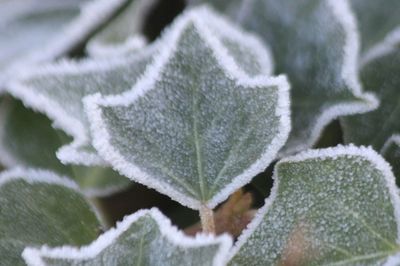 Close-up of leaves against blurred background
