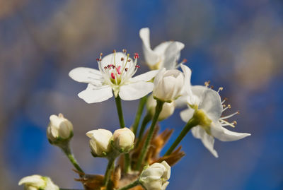 Close-up of white cherry blossoms