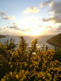 Scenic view of sea and yellow sky