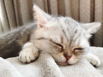 Close-up of cat sleeping