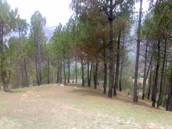 Trees on landscape against sky