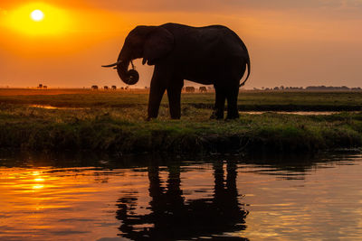 Elephant drinking water in lake against sunset sky