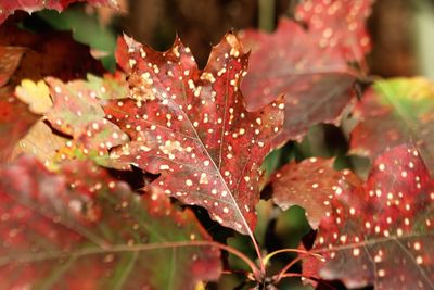 Close-up of raindrops on maple leaves during autumn