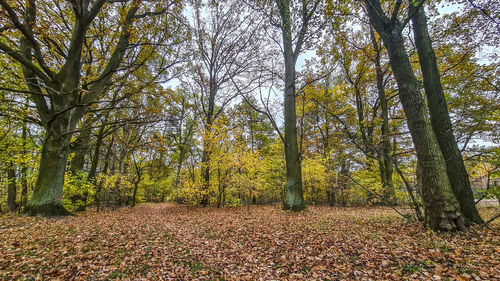 Trees growing in forest during autumn