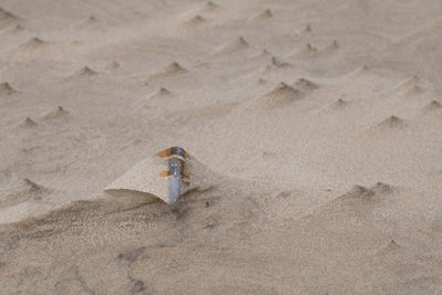 Rusted bullet in the sand