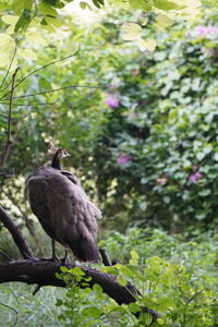 Close-up of bird perching on tree