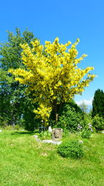 Yellow flowering trees on field against clear sky