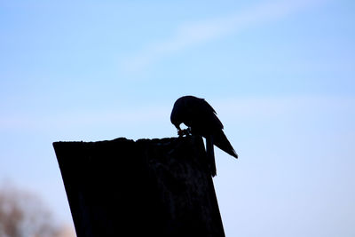 Low angle view of bird perching on the sky