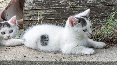 Portrait of cat resting