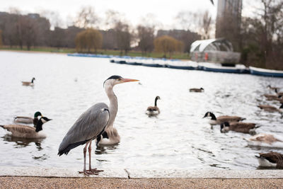 Birds perching on a lake