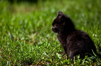 Cat sitting on grass