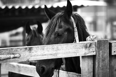 Close-up of horse in stable