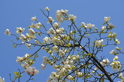 Low angle view of flowering tree against blue sky