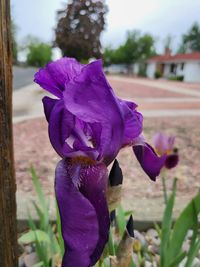 flowering plant