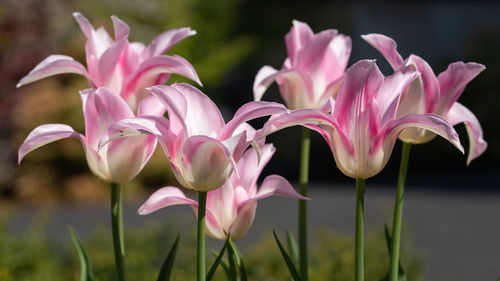 Close-up of tulip flower head 