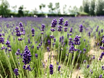 Close-up of purple crocus flowers blooming in field