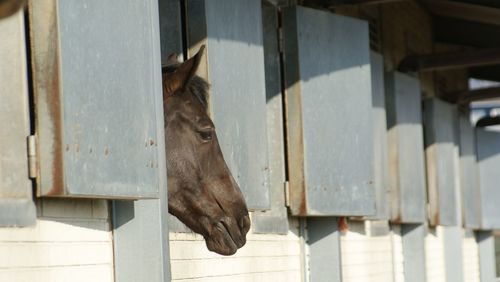 Close-up of horse in stable