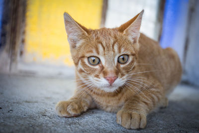 Portrait of cat sitting on floor