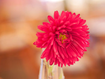 Macro shot of pink flower