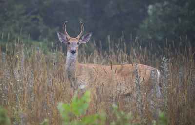 Portrait of deer standing on field