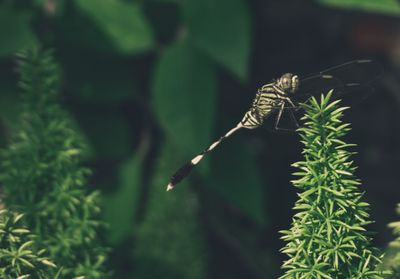 Close-up of insect on plant