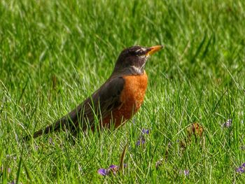A robin in the grass