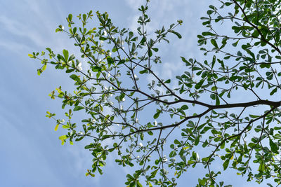 Low angle view of flowering plant against sky