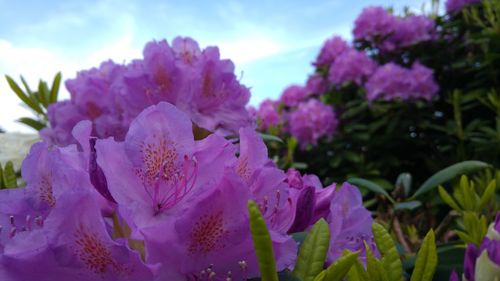 Close-up of pink flowers