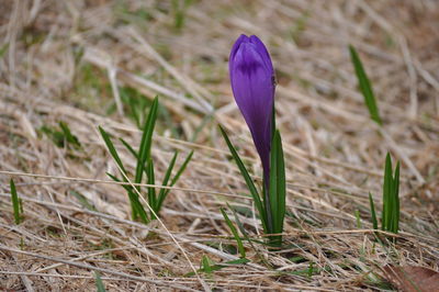 Close-up of purple crocus blooming on field