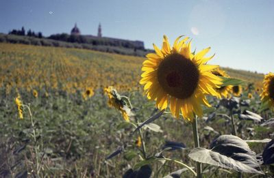 Close-up of sunflower on field against sky