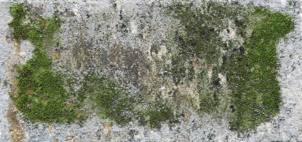 Full frame shot of moss on wall